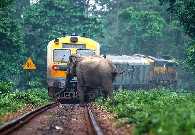  safeguard elephants from fatal accidents on railway tracks. 